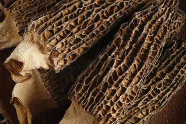 雌激素高能夠吃羊肚菌嗎