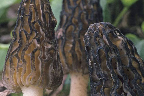 子宮切除術(shù)后可以吃羊肚菌嗎