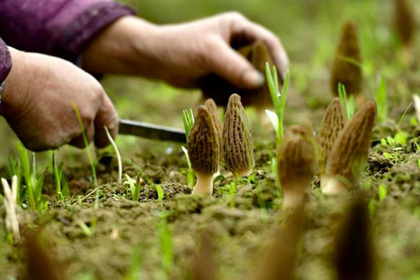 3個(gè)人吃羊肚菌一次放幾個(gè)