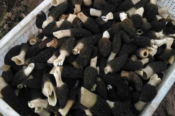 新鮮羊肚菌具有抗癌的功效嗎 新鮮羊肚菌具有抗癌的功效嗎