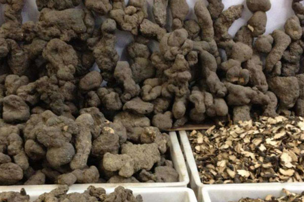 豬苓是野生松露菌嗎 豬苓是野生松露菌嗎