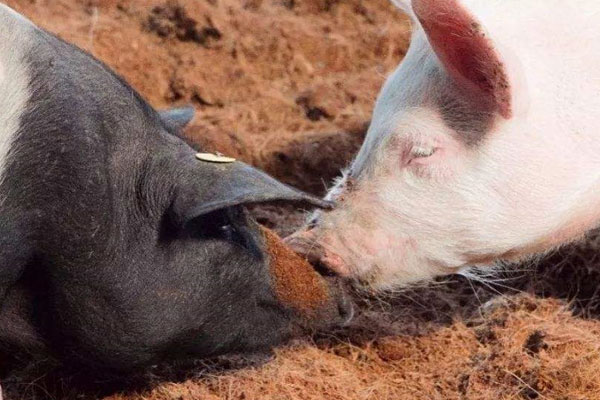 豬和松露有什么關(guān)系 豬和松露有什么關(guān)系