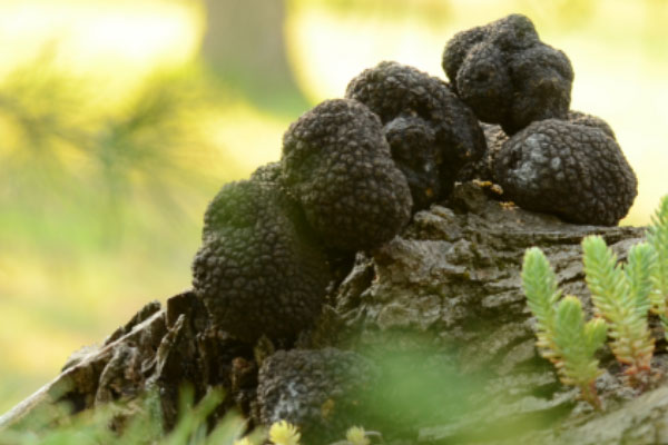 黑松露大小功效一樣嗎 黑松露大小功效一樣嗎