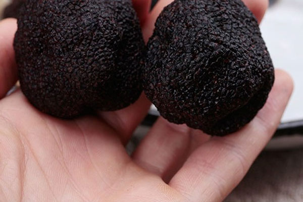 黑松露會(huì)使大便發(fā)黑嗎 黑松露會(huì)使大便發(fā)黑嗎