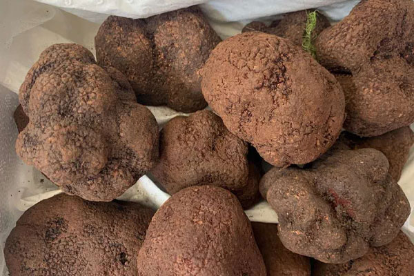 新鮮松露需要焯水嗎 新鮮松露需要焯水嗎