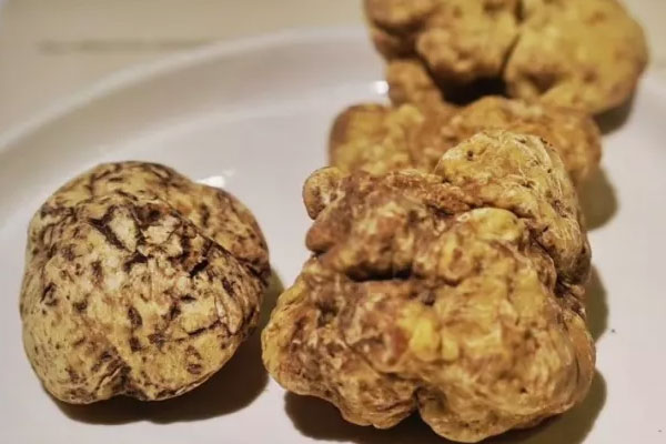 白松露的功效與作用，白松露為什么這么貴
