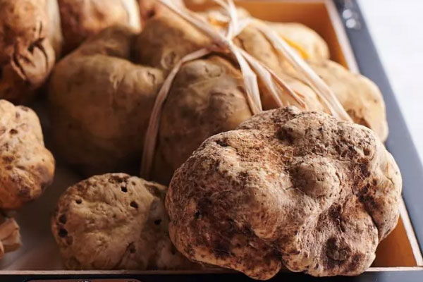 白松露為什么那么貴 白松露為什么那么貴