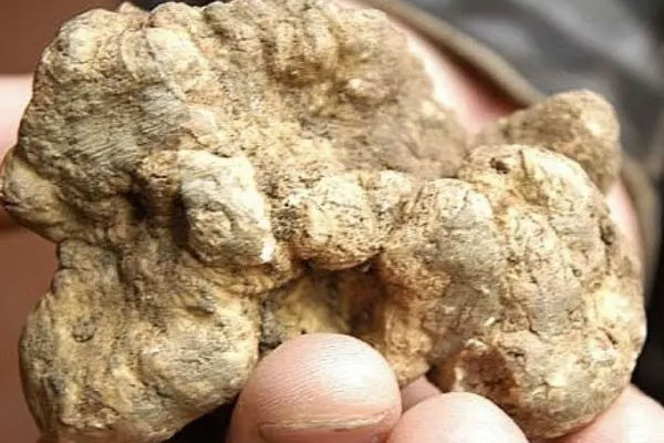 白松露可以淡斑嗎 白松露可以淡斑嗎