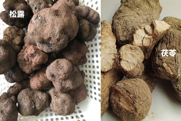 松露和茯苓是一個食物嗎 松露和茯苓是一個食物嗎