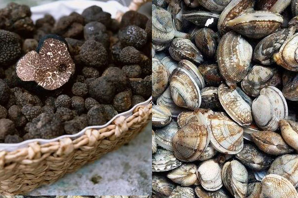 松露可以和蛤蜊一起炒嗎，松露炒蛤蜊的注意事項