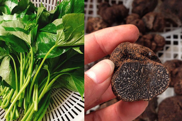 松露能和番薯葉一起煮湯嗎 松露能和番薯葉一起煮湯嗎