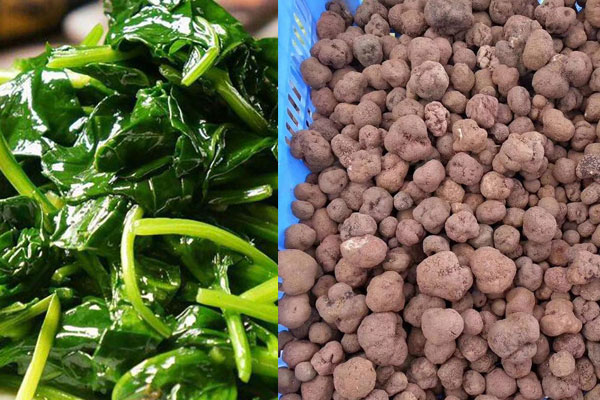 松露和紅薯葉同吃具有哪些禁忌 松露和紅薯葉同吃具有哪些禁忌