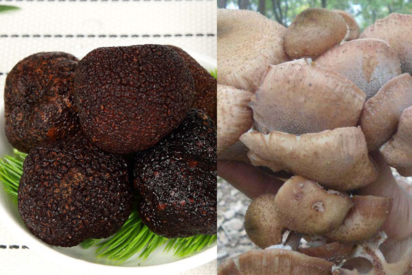 松露能和榛蘑一起吃嗎 松露能和榛蘑一起吃嗎