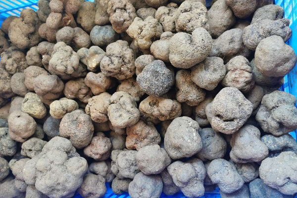 松露是發(fā)物嗎，黑松露可以曬干保存嗎