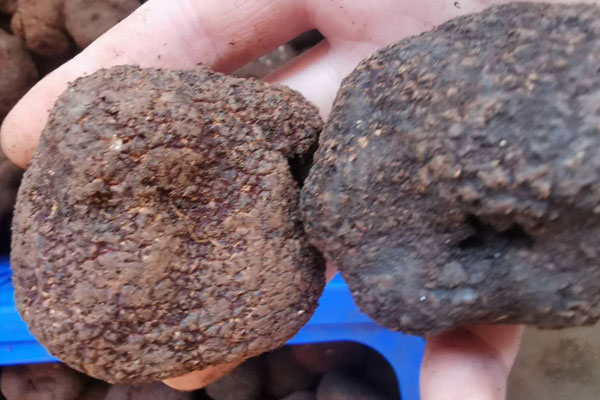 有泥的松露怎么保存最好 有泥的松露怎么保存最好