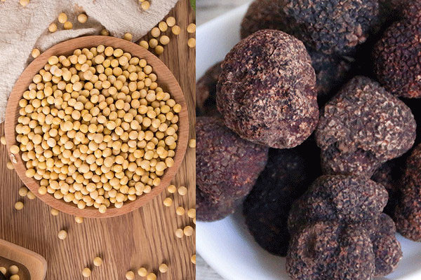 松露可以和黃豆一起吃嗎，具有哪些食用禁忌