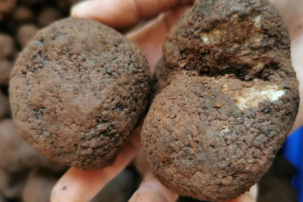 松露放米里保存好嗎，松露可以和薏米一起吃嗎