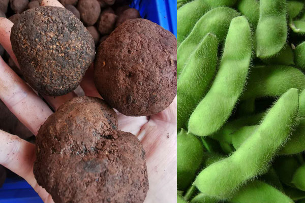 松露炒毛豆能增肥還是減肥，松露可以和紫甘藍(lán)一起做沙拉嗎