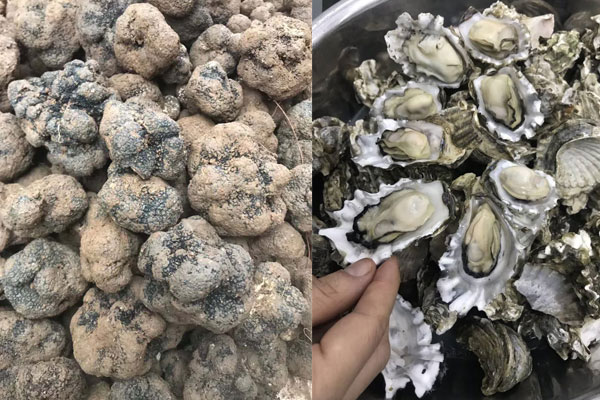 新鮮松露可以做牡蠣煎嗎，具有哪些功效作用