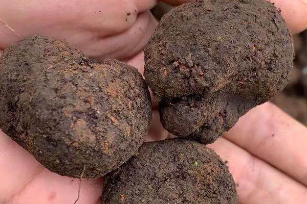 黑松露的副作用和禁忌有哪些