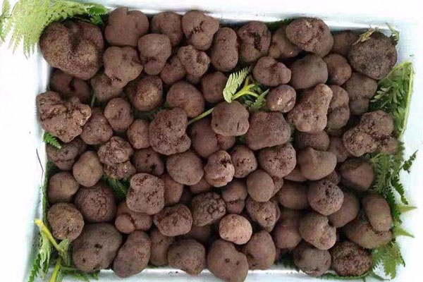 黑松露可以人工種植嗎