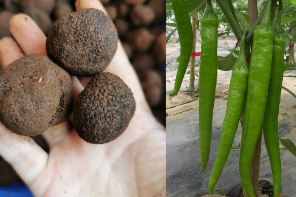 黑松露可以炒杭椒嗎，松露和杭椒同吃需要注意什么