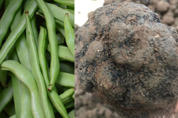 松露可以和四季豆同吃嗎，具有哪些食用禁忌