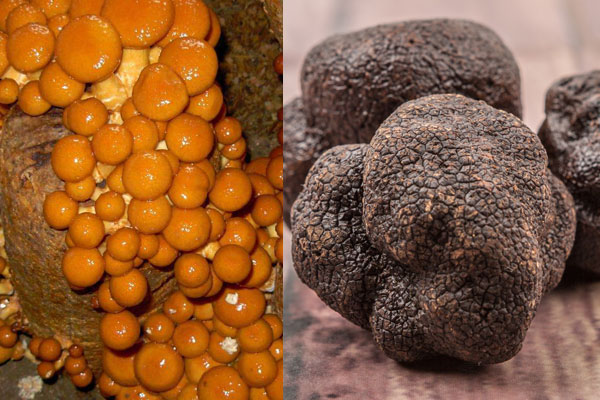 松露可以和滑子菇一起吃嗎，松露炒滑子菇需要焯水嗎