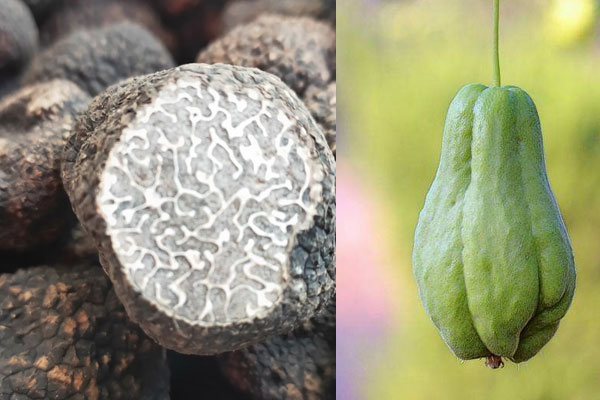 松露可以和佛手煮湯喝嗎，松露佛手煲湯為什么會苦