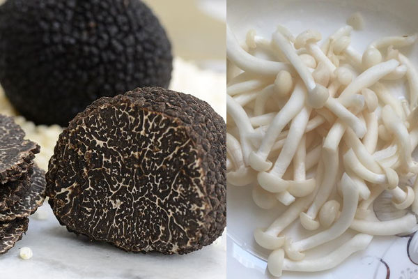 松露和白玉菇同吃有哪些食用禁忌 松露和白玉菇同吃有哪些食用禁忌