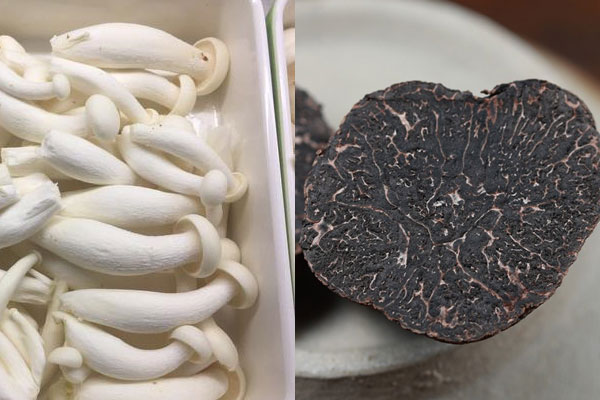 白玉菇和松露可以一起吃嗎 白玉菇和松露可以一起吃嗎