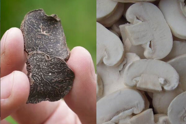 小孩可以吃松露口蘑粥嗎，松露可以和雙孢菇一起吃嗎