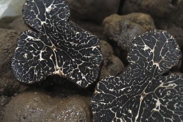 新鮮黑松露買軟的還是硬的 新鮮黑松露買軟的還是硬的