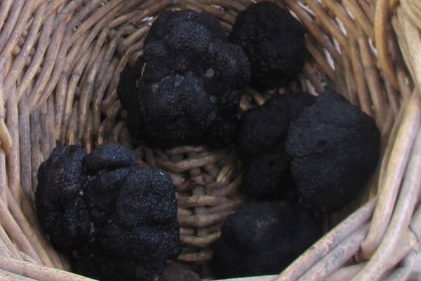 松露口感是硬的嗎，松露里面是黑色正常嗎