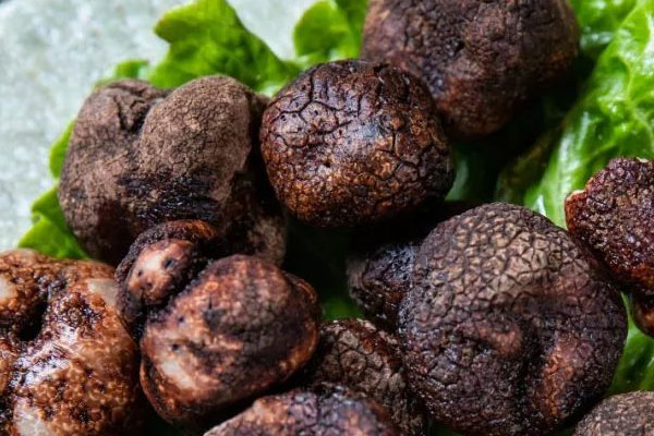 哪種動物在土里可以找到松露，黑松露的土名叫什么呢