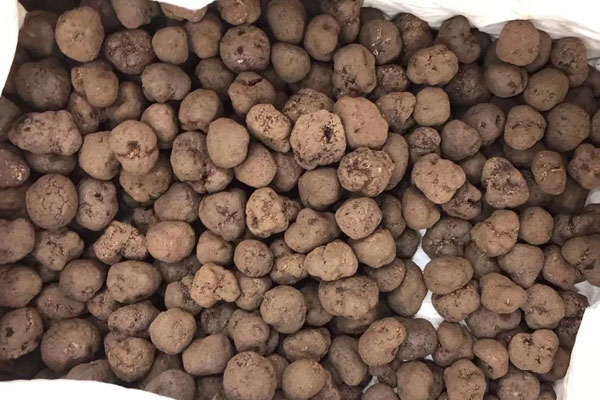 湖南能長出黑松露嗎