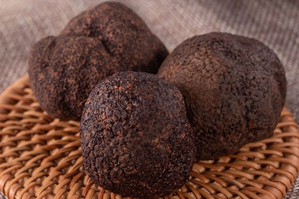 云南幾月份出黑松露，澳洲黑松露季節(jié)是什么時候