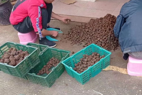 松露喜歡長在哪里