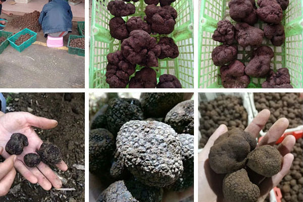 中國松露長在什么地方，中國北方有松露嗎