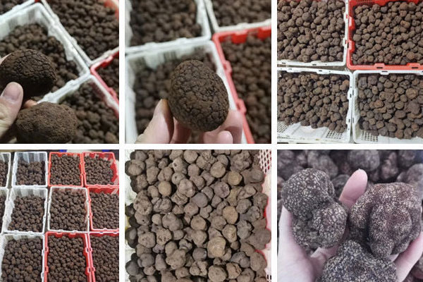 中國(guó)北方有沒(méi)有松露