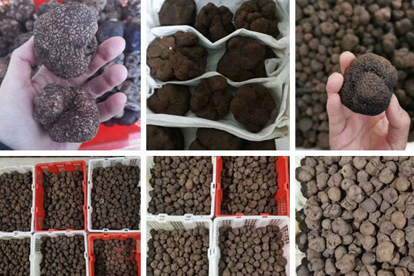 黑松露有孔能吃嗎，黑松露是怎么形成的