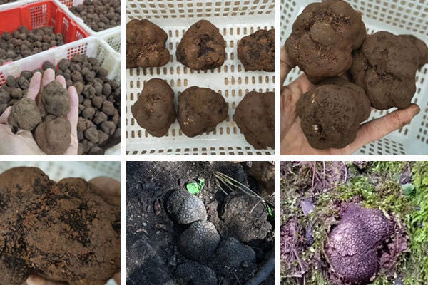 黑松露是如何形成的