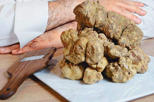 白松露的皮厚嗎 白松露的皮厚嗎