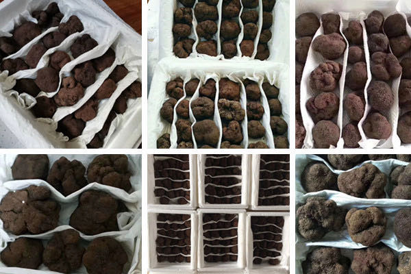 松露什么季節(jié)吃最好，松露油是什么味道