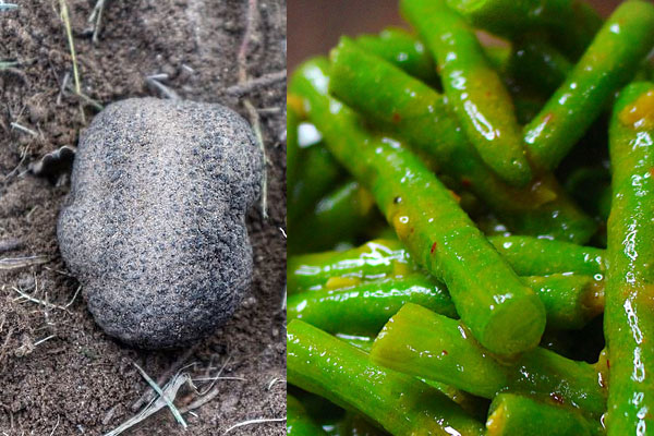 松露和豆角能一起吃嗎，松露炒豆角3分鐘熟了嗎