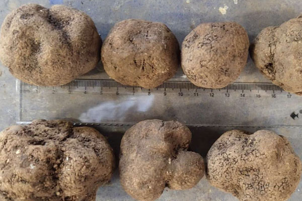 克羅地亞松露產(chǎn)區(qū)，孕媽吃松露能被胎兒吸收嗎