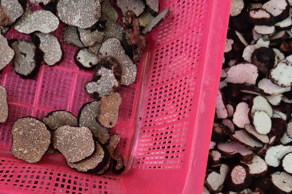 新鮮松露怎么打成粉，吃黑松露會導(dǎo)致失眠嗎