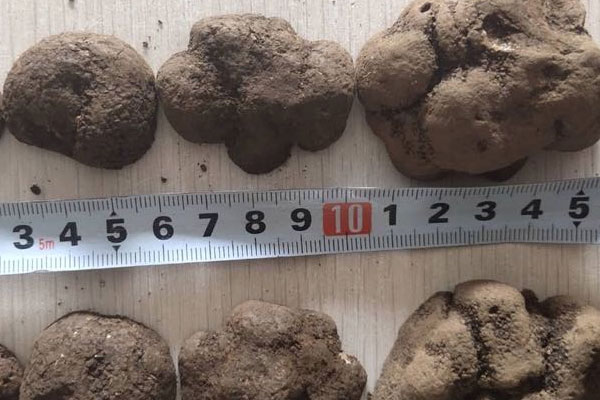 黑松露有哪些禁忌，黑松露粉的其他吃法