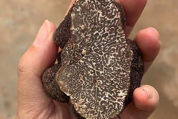 適合黑松露泡酒的食材有哪些