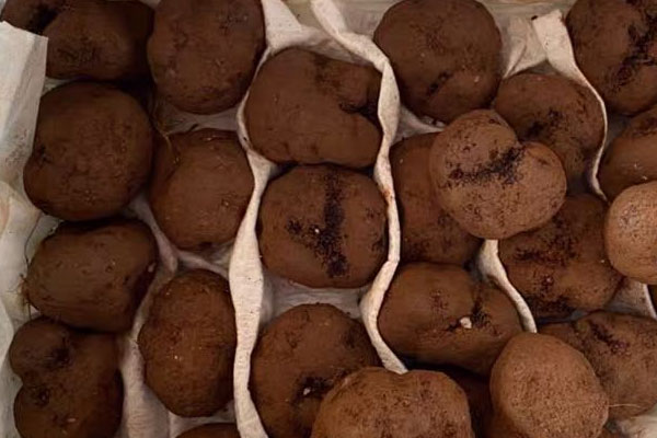 夏松露是什么 夏松露是什么